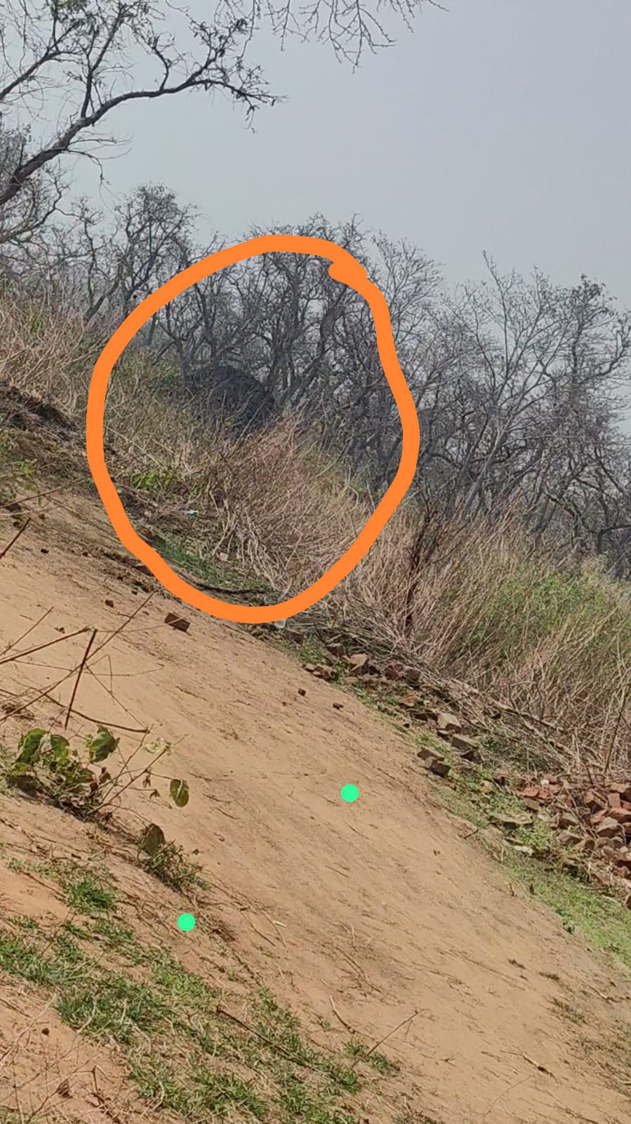“न दिन की शर्म, न कानून का डर, कोयला तस्करी बेलगाम”